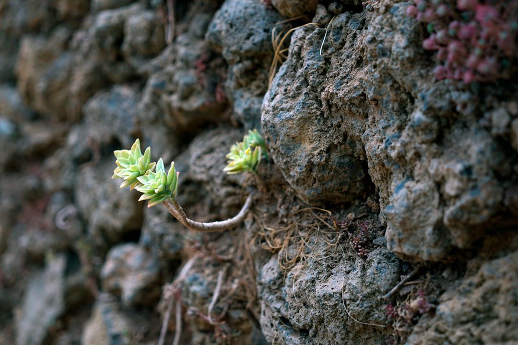 Planta viva entre las rocas de La Casa Verda