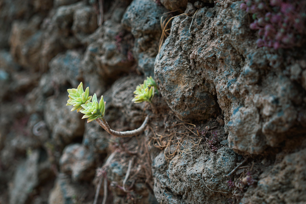 Suculenta creciendo entre rocas volcánicas en La Casa Verda.