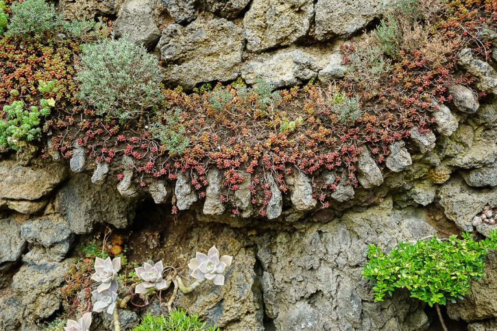 Jardinera curva de piedra integrada en un muro de La Casa Verda, cubierta de pequeñas plantas.