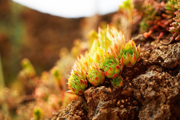 Sempreviva (Sempervivum tectorum) creixent entre roques volcàniques a La Casa Verda.